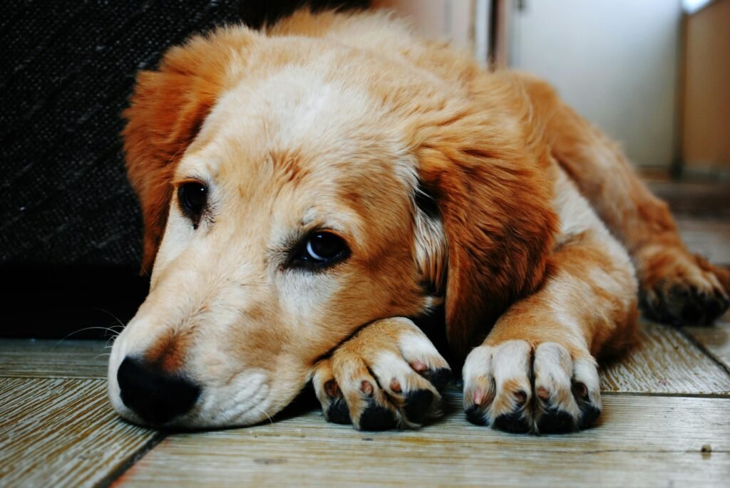 https://www.pexels.com/photo/tan-and-white-short-coat-dog-laying-down-in-a-brown-wooden-floor-128817/