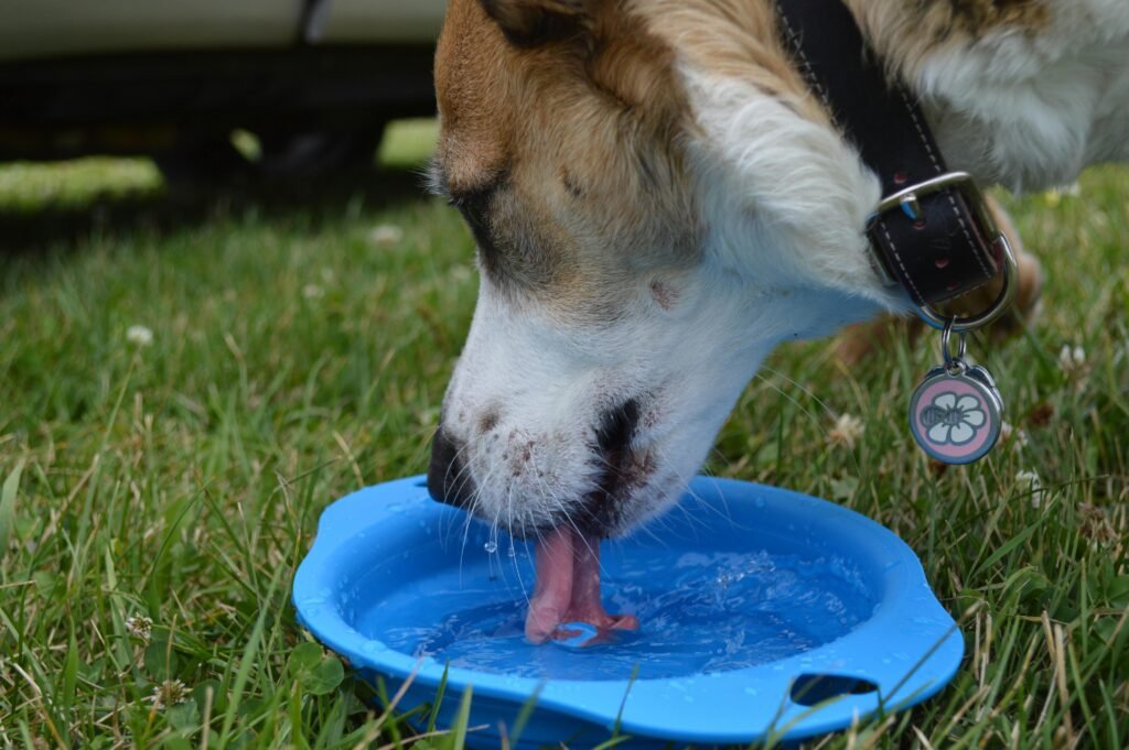 https://www.pexels.com/photo/white-and-brown-short-coated-dog-in-blue-plastic-bucket-790616/