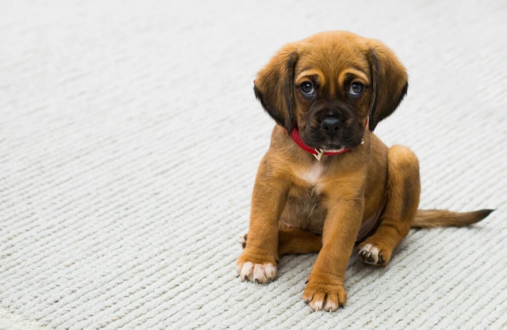 : https://www.pexels.com/photo/brown-and-black-german-shepherd-puppy-sitting-on-gray-textile-59523/