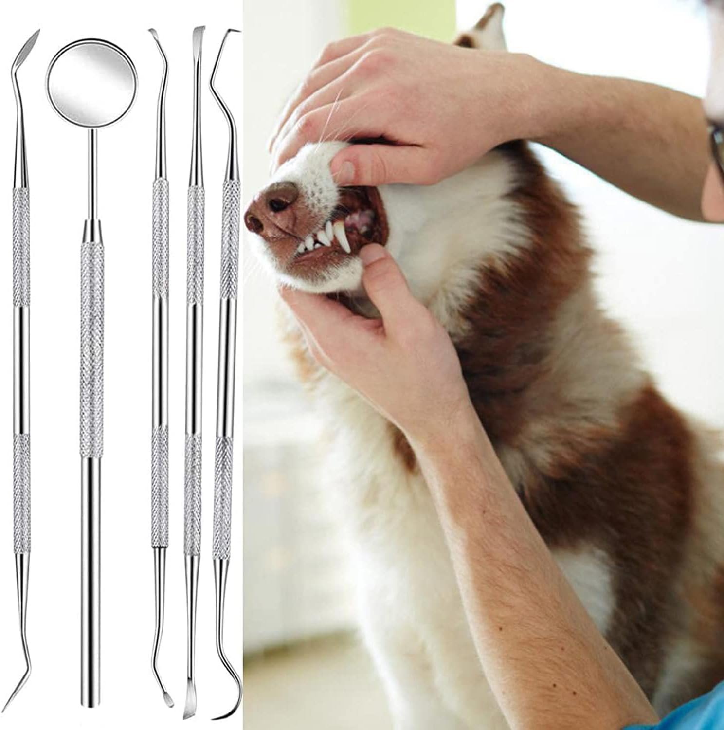 Understanding Dog Dental Care