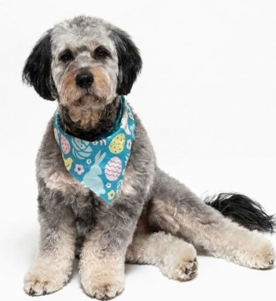 Roy the phantom Goldendoodle, DogiClub's inspiration